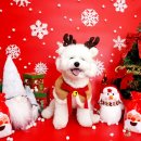 퍼피스프링 이미지