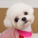 뽀뽀숑도그 네이버블로그