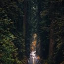 자연의 꿈 이미지