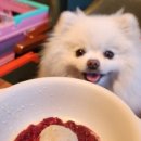 마이 비러브드 퍼피 이미지