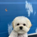 인물나개 이미지