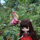 레드애플(RED apple) 이미지
