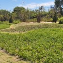 패랭이공원 내 이미지