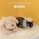 뽀솜뽀솜 | 대구 고양이 미용 | 뽀솜뽀솜에서 무마취 위생미용 스트레스 없던 후기