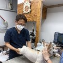 호원종합동물병원 네이버블로그