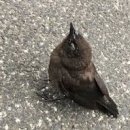 하나로마트(용안) 이미지