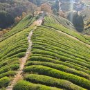 초록세상 | 초록잎이 펼치는 세상, 보성 티하우스 방문 후기 🌿