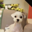 바비펫샵 이미지