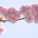 왕벚꽃 이미지