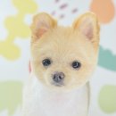 꽃남아 사랑해 이미지