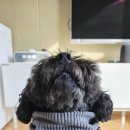 애견패션제작 | 강아지 겨울 산책 옷 뮤니쿤트 비건구스 발열 패딩조끼 모자 중형견 애견의류 추천