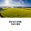 창녕군청 | 창녕 남지 유채꽃 지금 개화했을까?