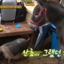 신통목장 스타뉴스