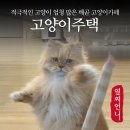 도도한 개냥이 | 배곧놀거리 고양이주택 비오는날 데이트 고양이사진 많음 주의