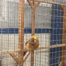 꼬꼬나라 이미지