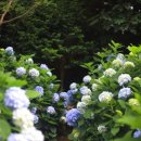 수류화개 이미지