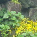 삼성복지 | 상월곡 실버 복지센터에서 함께 한 삼성 캘린더 앱 강의 후기