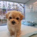 튼튼펫샵 이미지