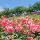 묵현초등학교 | 서울 장미 명소 중랑장미축제 가는길 포토스팟