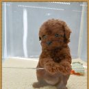 개네가 고양이네 이미지