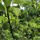 아치실마을 이미지