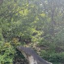 꽃동산유치원 | 전북 완주 철쭉 :: 완주 화산꽃동산 철쭉 산책길 구경 👀 (임시주차장 구비)