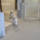 성수퍼피 이미지