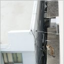 고양이이야기 이미지