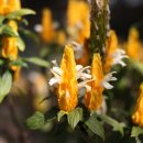 플로리스트 초급 이미지