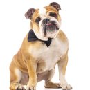 불독 이미지