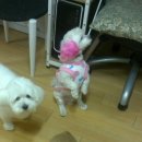 연홍 Daum카페