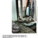 꽃단장하개 이미지