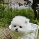 내품안의 반려견 김포점 이미지