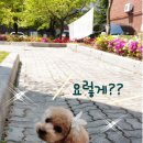 꽃쑤니 이미지