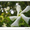 하얀꽃 이야기 - 3 이미지