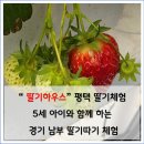 딸기어린이집 | 평택 딸기체험 후기｜5세 아이 딸기하우스 딸기따기 체험