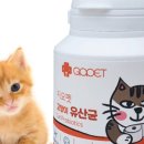 지오펫 네이버블로그