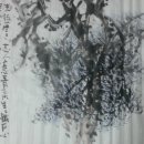 늘푸른소나무약국 | 🌲 11월 14일의 탄생화 – 소나무/ 인류와 함께한 최초의 나무, 소나무