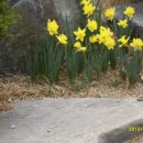 남산타워 에서 봄꽃들 이미지