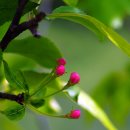 사과꽃향기 이미지