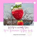 겨미 | 🍓 논산 딸기축제 후기: 겨미와 함께한 달콤한 하루, 놓치면 후회할 꿀팁 대방출! 🚂