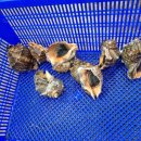 대운수산 이미지