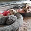 쓰담쓰담해줄개 이미지