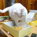 브릭빌리지 이미지