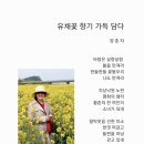 유채꽃향기처럼 이미지