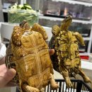 (주)거북 | 🖤 2026.01.24 🖤│슬로우서울 방문 후기 및 사이테스 레오파드 육지거북 암컷 입양 [크레베로스 CREBEROS...