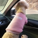 펫 디자인(강아지 옷 만들기) 이미지