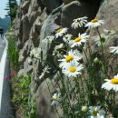 온세미로 이미지