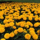 메리골드 이미지