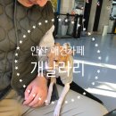 개날라리 | 안산 애견카페 : 애견놀이터와 미용도 같이 할 수 있는 ‘개날라리’